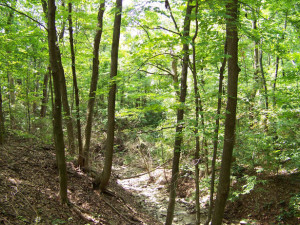 dry-creek-bed-in-woods-11066129977048192f